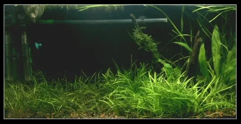 planted_tank_24th_mar_06_mod.webp planted_tank_24th_mar_06_mod.webp