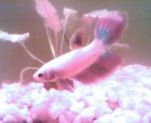 Fishies_018.webp