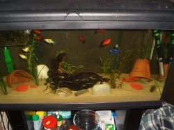 new_tank.JPG new_tank.JPG