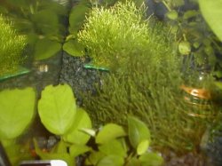 javamoss.JPG javamoss.JPG
