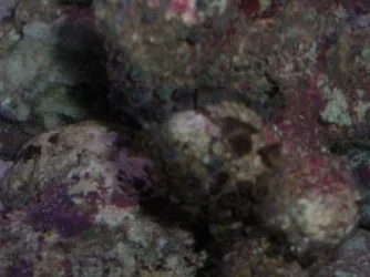anemone_closeup.webp anemone_closeup.webp