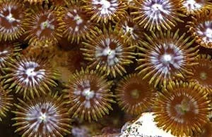 zooanthids.webp zooanthids.webp
