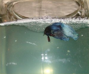 mr.wu2.jpg mr.wu2.jpg