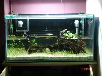 Fishtank0225.webp