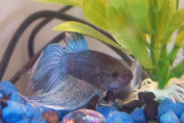 SkylarBetta.webp