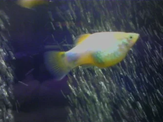 Platy4.webp