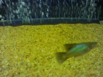 Platy5.webp