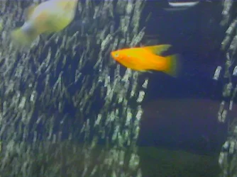 platy1.webp