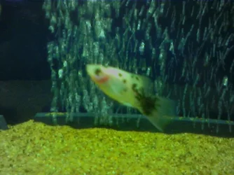 Platy2.webp