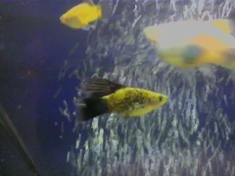 Platy3.webp