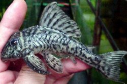 zzzzzzzzzzzzzzzzzzz.jpg zzzzzzzzzzzzzzzzzzz.jpg