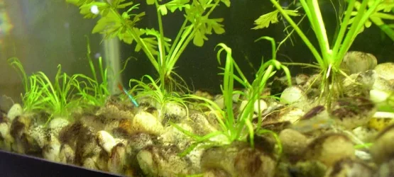 hairgrass.webp