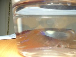 jermane_02.jpg jermane_02.jpg