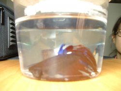 jermane_03.jpg jermane_03.jpg