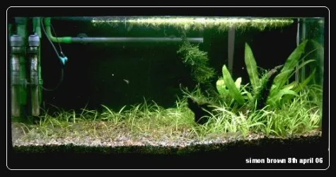 planted_tank_framed_8th_april_06.webp planted_tank_framed_8th_april_06.webp