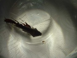 jermane_06.jpg jermane_06.jpg