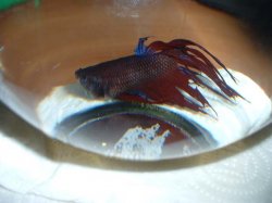 jermane_07.jpg jermane_07.jpg