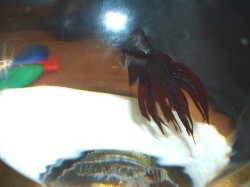 jermane_08.jpg jermane_08.jpg