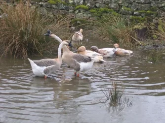 geese_003.webp