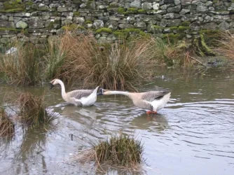 geese_002.webp