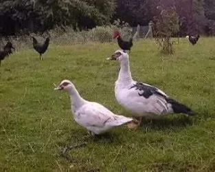 denise.webp
