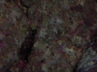 sea_star.webp sea_star.webp