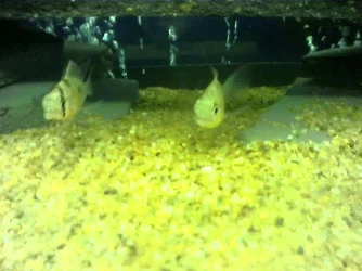Pic0001.webp