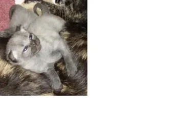 Kitten.webp