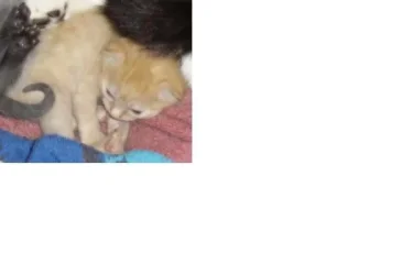Kitten2.webp
