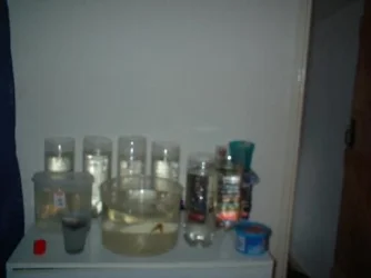 fishshelf.webp