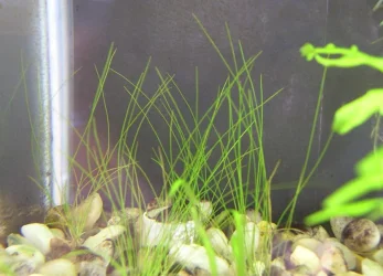 hairgrass.webp