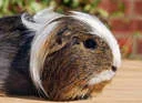 rosie.webp