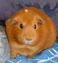 sofie.webp