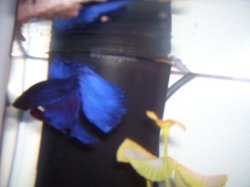 Picture_008.jpg Picture_008.jpg