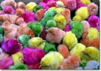 rainbow_chics.webp