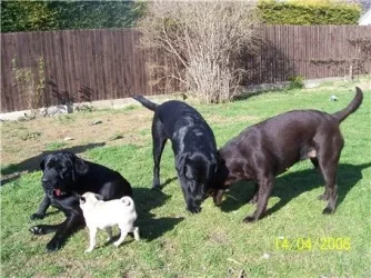 140406_dogs.webp