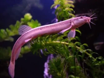DSCF1156.webp