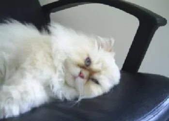 frankie3.webp