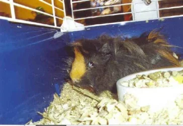 snickers_smaller.webp