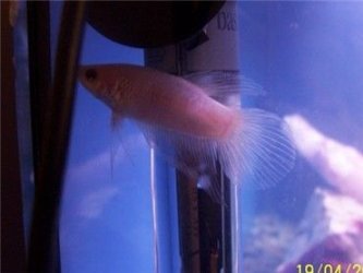 betta_190406.jpg