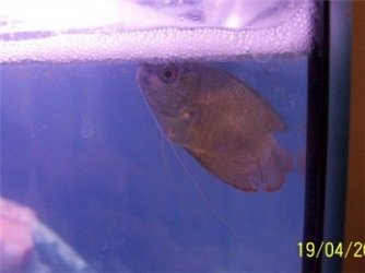 gourami_190406.jpg