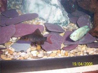 rtbs_gourami_190406.jpg