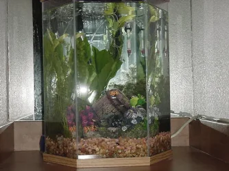Plants_in_tank1.webp