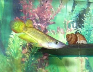 fish.webp