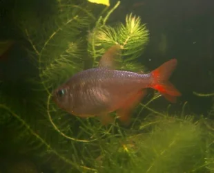 Colombiantetra.webp Colombiantetra.webp
