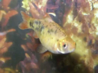 yellow_barb.webp