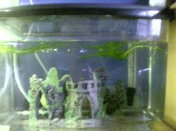betta.jpg betta.jpg