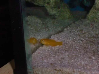 yellowgoby.webp yellowgoby.webp