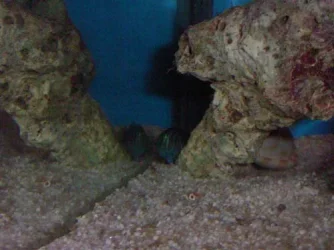 greengoby.webp greengoby.webp