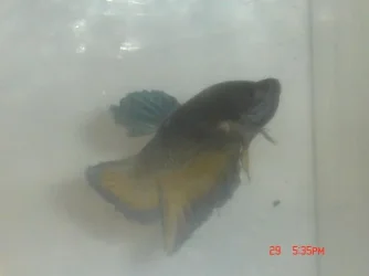 fish_008.webp